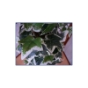 Artificial plant - Shelly